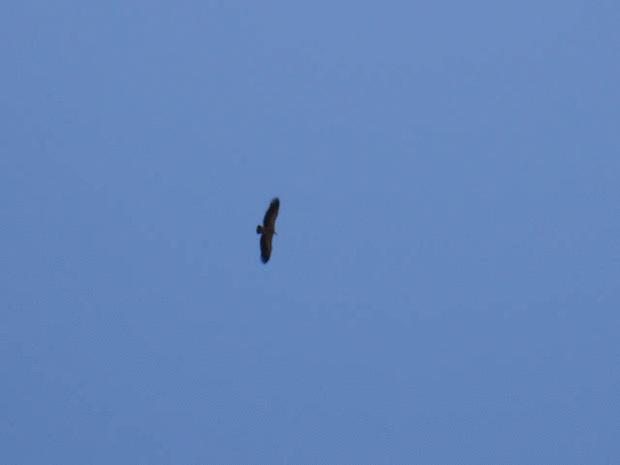 Click on the photo for the original