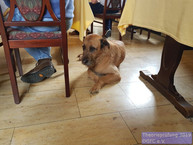 Der ganze Prüfungsablauf wurde von scharfen Security Hunden bewacht !